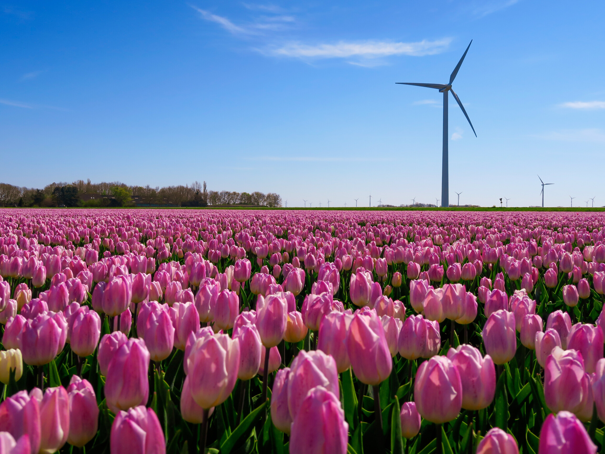 Flevoland